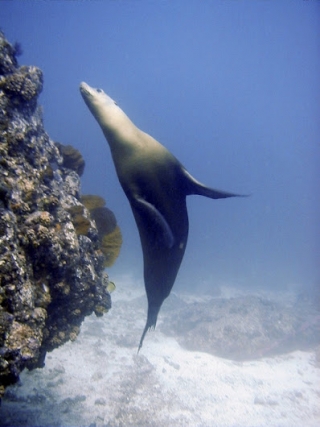  Sea lion 